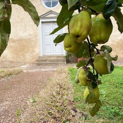 Perspektive vom Obstbaum auf den Eingang