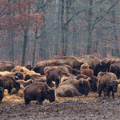 Bisongehege Stangerode 